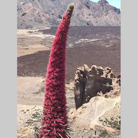 Lejlighed Minicasa 2 En Con Fibra Optica Arico Viejo