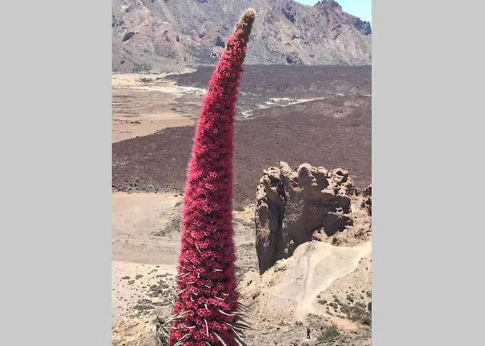 Apartman Minicasa 2 En Con Fibra Optica Arico Viejo